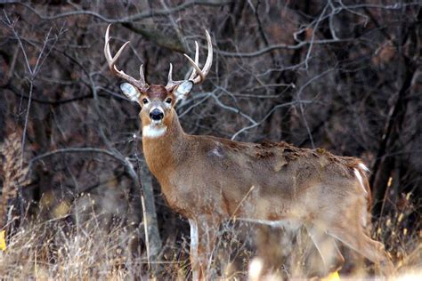 White-tailed Deer - Odocoileus virginianus - NatureWorks