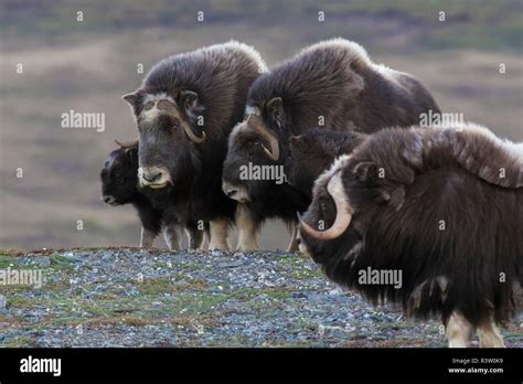 Protective Musk Ox herd with young calves Stock Photo - Alamy