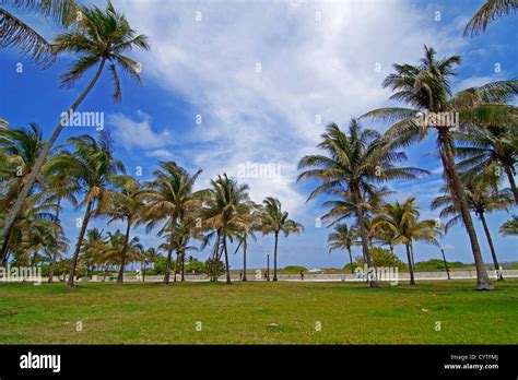 Palm trees at Miami south beach, Florida Stock Photo - Alamy