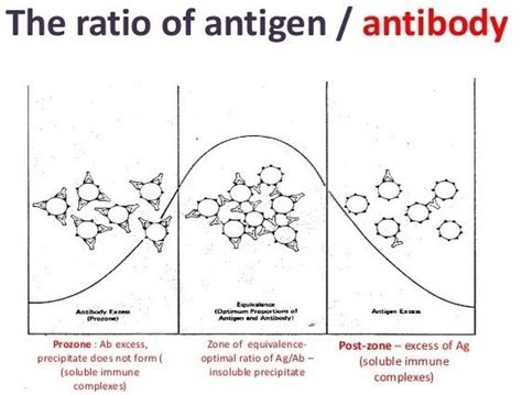 Antigen-Antibody reactions: Agglutination and types - microbeonline