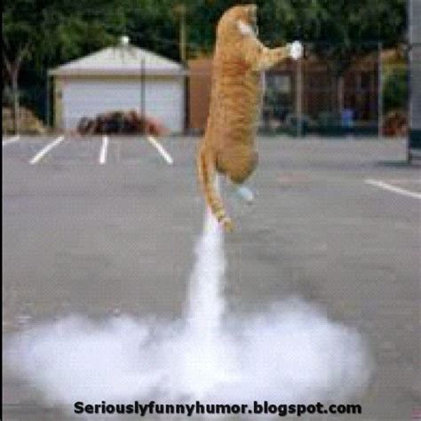 Farting Flying Cat | Seriously Funny Humor