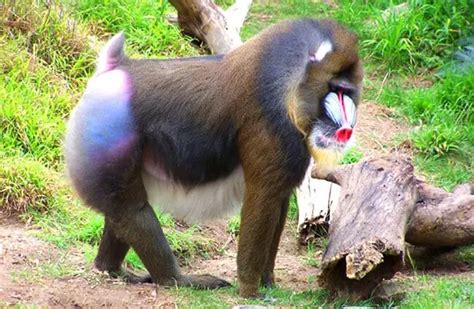 Mandrill - Description, Habitat, Image, Diet, and Interesting Facts