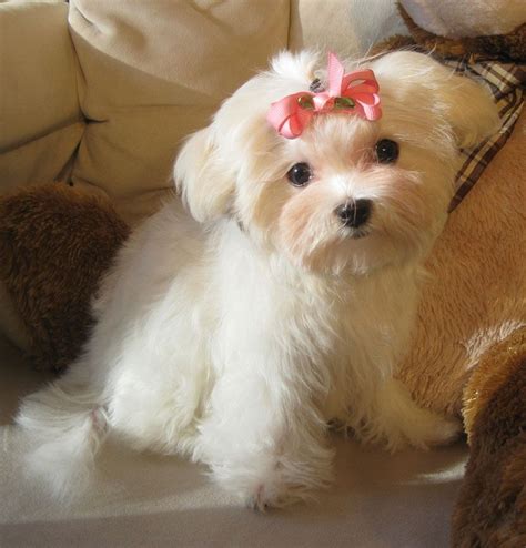 MALTESE BREEDER FROM LACHICPATTE.COM Maltese Puppies For Sale ...