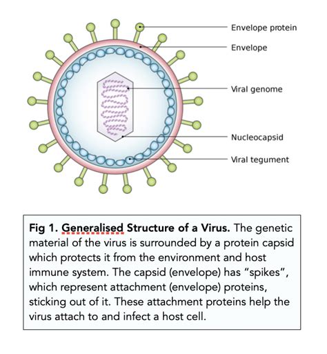 Virus Structure Diagram