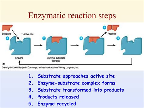 PPT - Enzyme PowerPoint Presentation, free download - ID:9226887