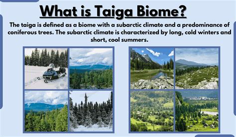 Taiga Biome-Characteristics, Location, Climate, Temperature, and Examples