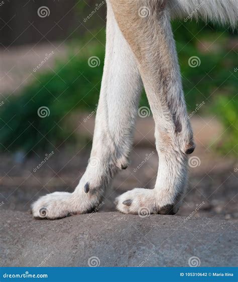 Paws of a wolf closeup stock photo. Image of walk, step - 105310642