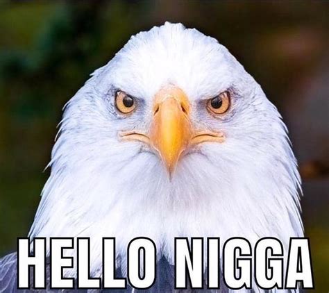 Hello N---- eagle meme | Hello Nigga | Know Your Meme