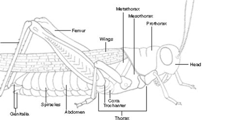 Arthropod Morphology: Parts Of A Grasshopper | AMNH