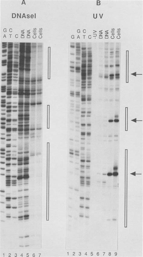 Examples of genomic DNase I footprinting and UV photofootprinting. (A ...