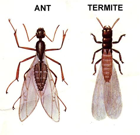 Flying Ants or Termites? | Safeguard Pest Control