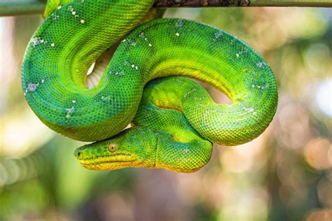 Emerald Tree Boa