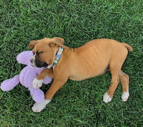 200+ Popular and Meaningful Boxer Names For Your Dog - K9 Web