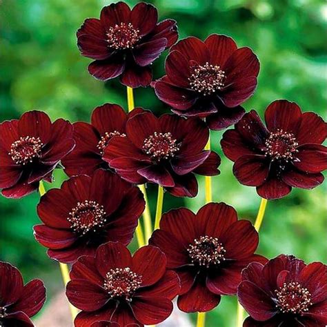 quanjucheer 100Pcs Chocolate Cosmos Flower Seeds Cosmos Bipinnatus ...