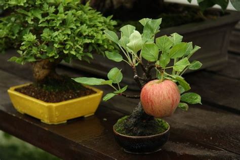 Jual Biji Benih Buah Apel Kecil Mini Impor atau Apple Bonsai Import isi ...