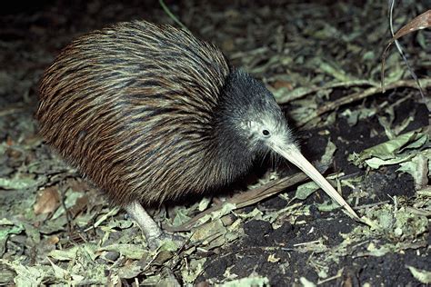 New Zealand’s favourite bird | Te Papa’s Blog