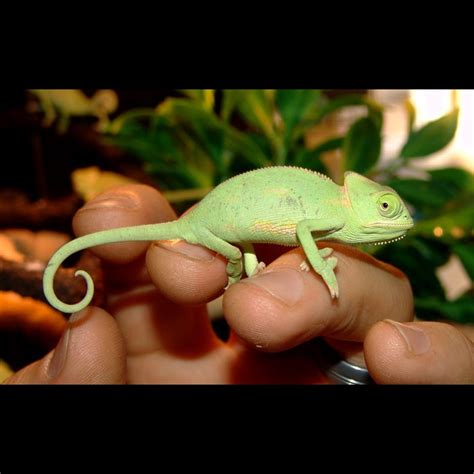 baby veiled chameleon temperature - Pretty Man Log-Book Photographs