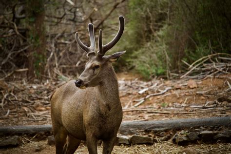 Woodland habitat and wildlife deer | Glendale