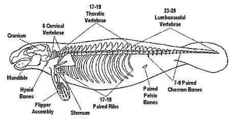 Manatee Anatomy Facts | Manatee, Animal skeletons, Manatee facts