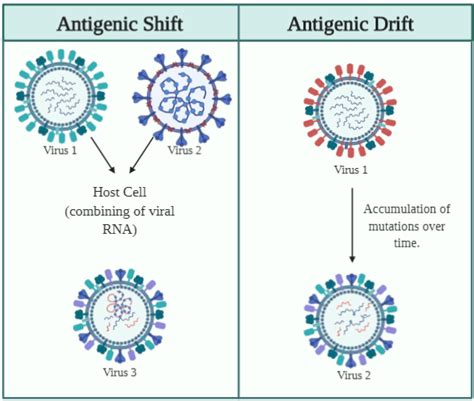 Antigenic Shift and Antigenic Drift: What could this mean for SARS-CoV ...