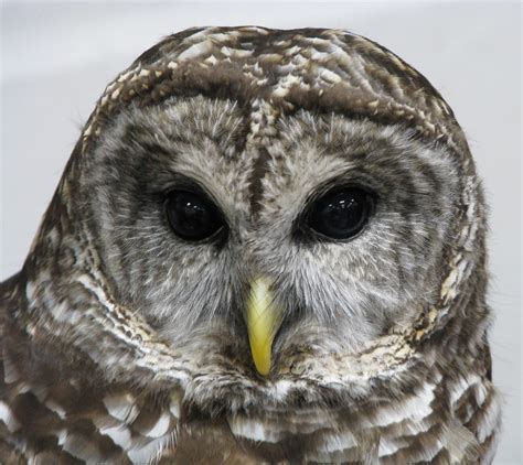 File:Barred Owl.jpg - Wikipedia