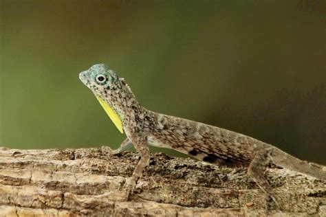 Draco Lizards and Flying Dragons: Strange Reptiles | HubPages