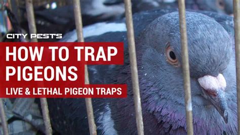 How To Trap Pigeons | Best humane live pigeon traps to control birds