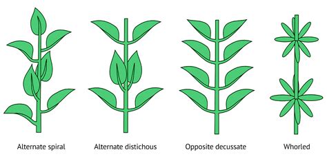 Everything you need to know about cannabis leaves - Sensi Seeds Blog