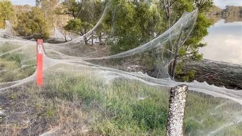 Magnificent Spider Webs Take Over Gippsland After Floods