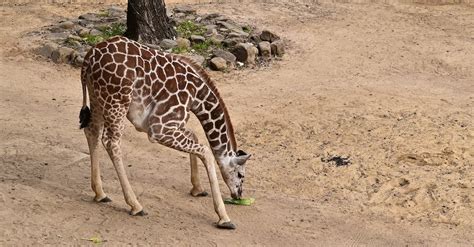 Baby Giraffe at Dallas Zoo · Free Stock Photo