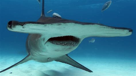 Hammerhead Sharks | National Geographic