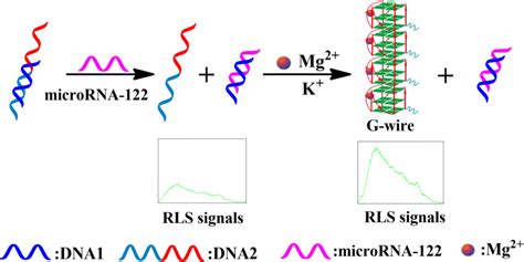 Schematic of microRNA Detection Mechanism | Download Scientific Diagram