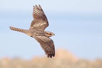 European Nightjar - BirdForum Opus | BirdForum