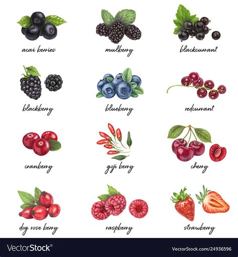 Fresh berries list with names Royalty Free Vector Image