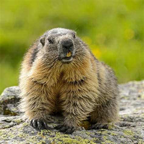 MARMOT DAY - February 2, 2024 - National Today