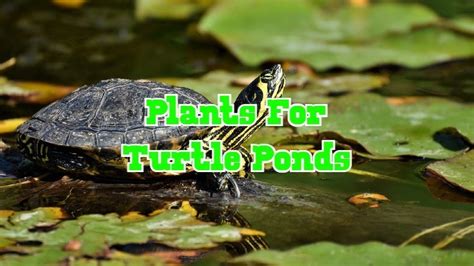 16 Best Plants For Turtle Ponds (#12 IS A MUST HAVE)