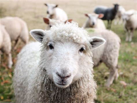 Top 15 Sheep Breeds for Wool - PetHelpful