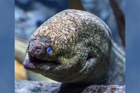 Moray Eel - Description, Habitat, Image, Diet, and Interesting Facts