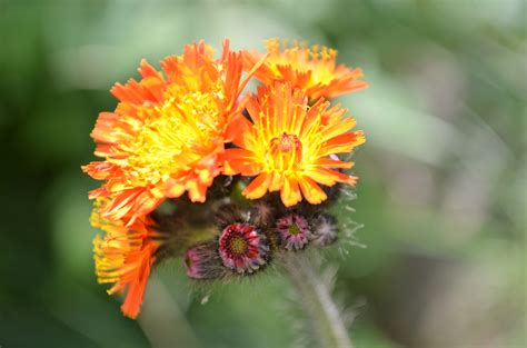 Orange Hawkweed - Watching for WildflowersWatching for Wildflowers