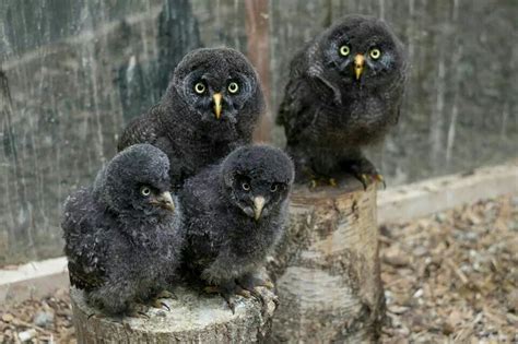 Great gray owlets. Baby Owls. FB | Owl facts, Owl, Great grey owl