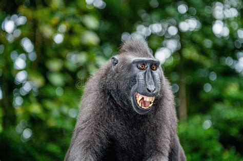 Celebes Macaque Teeth Stock Photos - Free & Royalty-Free Stock Photos ...