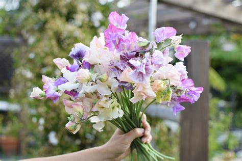 Growing Sweet Peas For Lovely Cut Flowers