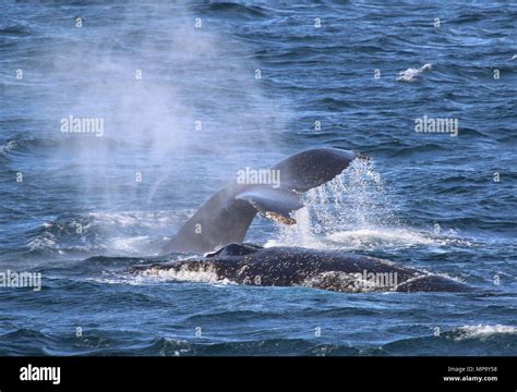 Humpback whales feeding Stock Photo - Alamy