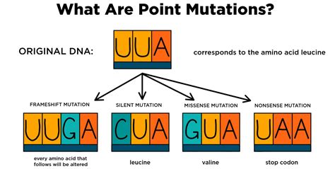 Point Mutation — Definition & Types - Expii