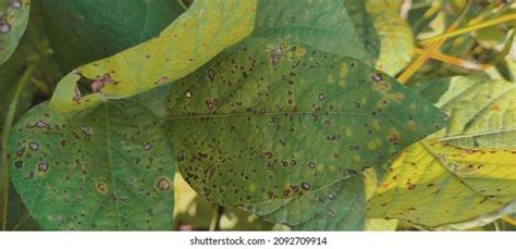 877 Plant Diseases Caused By Bacteria Images, Stock Photos & Vectors ...