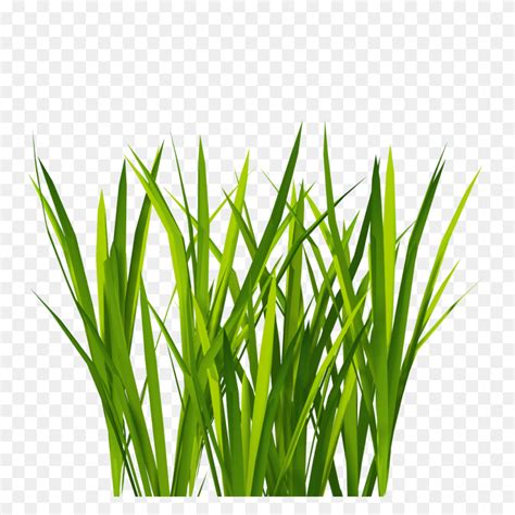 1024x1024 Project - Grass Texture PNG | Grass textures, Lemongrass ...