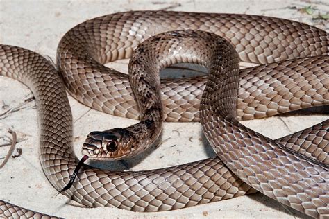 Coachwhip Snake: What You Need to Know About This Southern U.S. Serpent ...