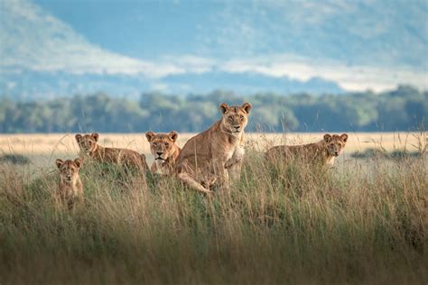 Maasai Mara safari