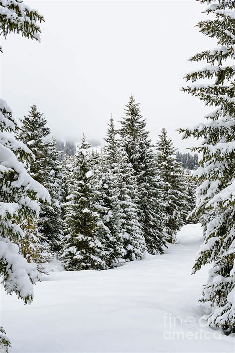 Snowy Pine trees in winter in the Austrian Alps Photograph by Sjoerd ...