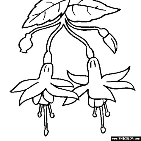 Free Fuchsia Flower Cliparts, Download Free Fuchsia Flower Cliparts png ...